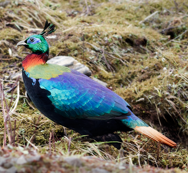 Five birds to look out for on Western Himalayan Trails